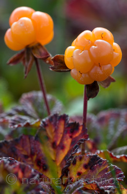 BB 15 0097 / Rubus chamaemorus / Molte